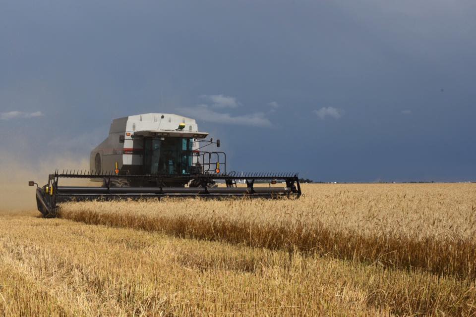 Winter Wheat Yields Reach Record Levels in Oklahoma, Kansas and Nationally in 2016  