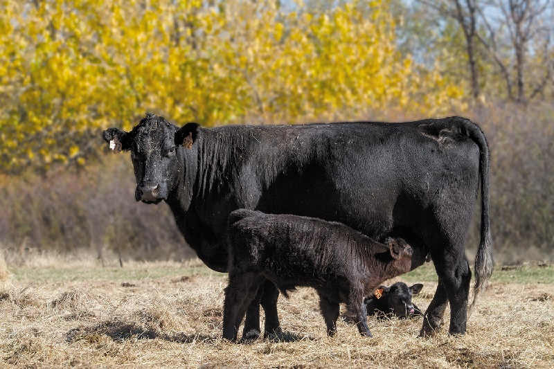 Late Summer Temperatures Bring Early Fall Calves