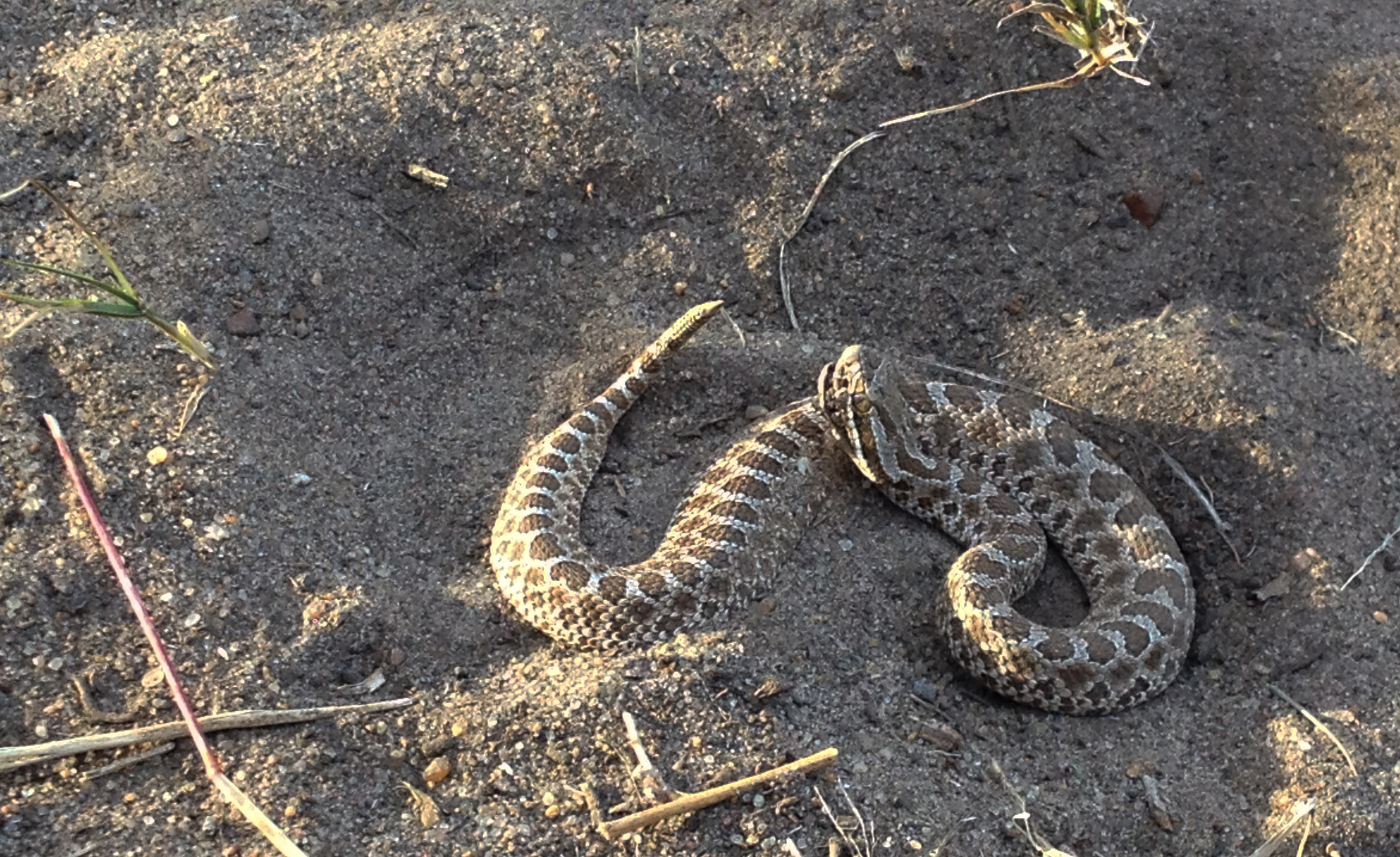 Snake Spotting - What to Look For When Identifying Venomous Snakes