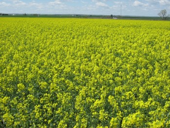 Cash In and Clean Up on Your Next Rotation Crop with Canola