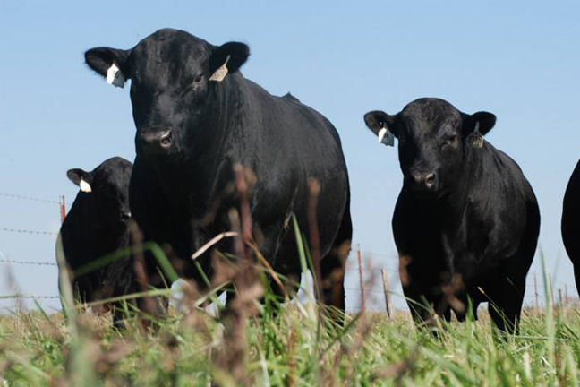 Superior Livestock Announces the Return of Their Fed Cattle Exchange Trading Platform