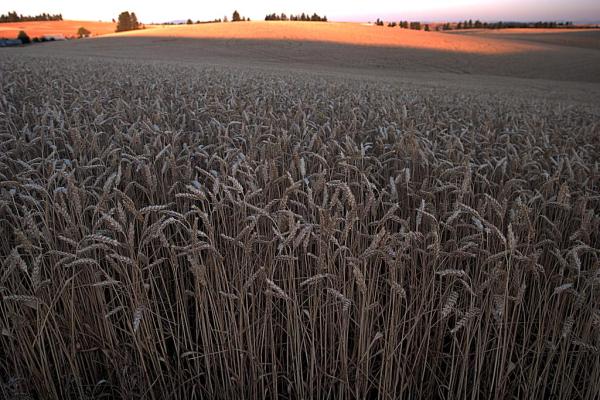 Can Wheat Prices Afford Another Record Year - Dr. Kim Anderson Does the Math