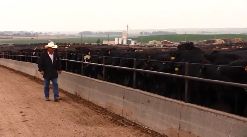 Feedyard Manager Insists Good Health and Quality Genetics Go Hand in Hand