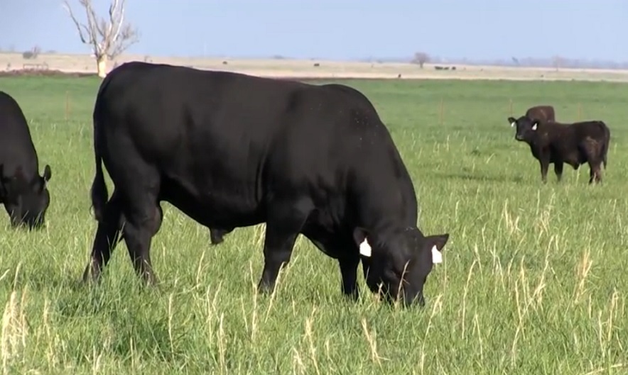 Kansas Ranchers Say Their Holistic Operation Helps Make Them More Relatable to Consumers