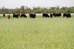 Producers May Have Best Chance in Years to Get Head Start Establishing Wheat Pastures for Fall