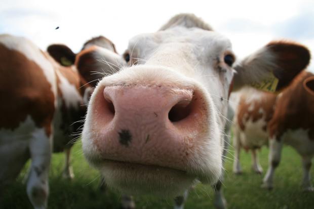 HSUS Sticking Their Nose Into Beef Checkoff - NCBA Taking a Stand