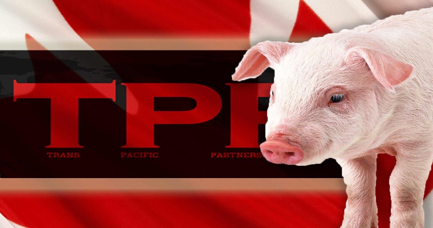 National Pork Producers Council's Hopes for TPP Vote This Year Bouyed by Politicians' Remarks