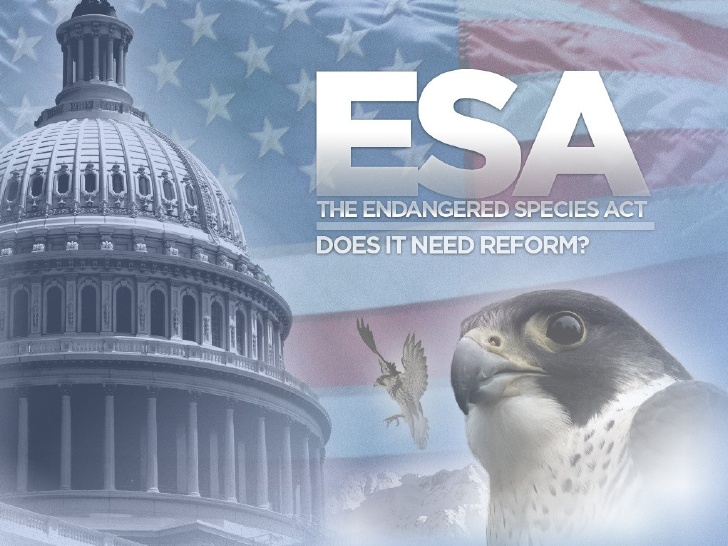 U.S. Fish and Wildlife Service Takes Steps to Address ESA Deficiencies