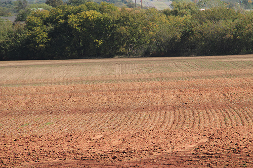 Latest Crop Progress Report Indicates Midwest in Need of Rainfall for Emerging Winter Wheat