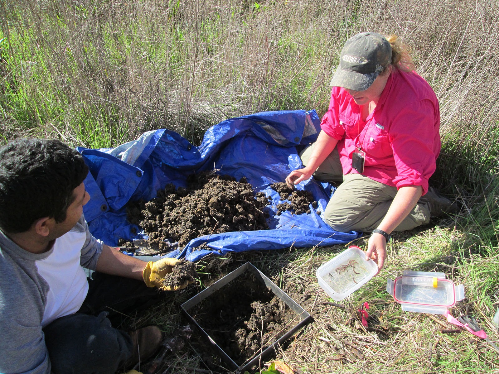 Latest Research Leads OSU Scholars to Find Earthworms Can be Invasive and Damaging to Soil