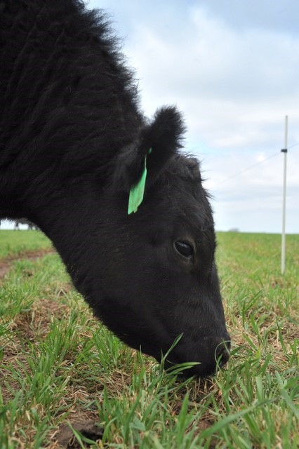 The 'Green' Facts of Grass Versus Grain When Finishing Beef Cattle