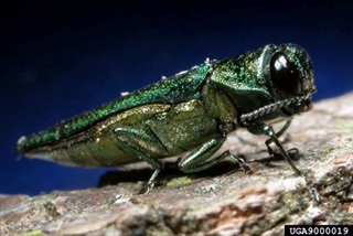 Destructive Beetle Credited with Killing Tens of Thousands of Ash Trees Discovered in Oklahoma
