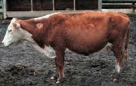 Understanding the Unexpected Value of Cull Cows and How to Make Them Pay Off at Market
