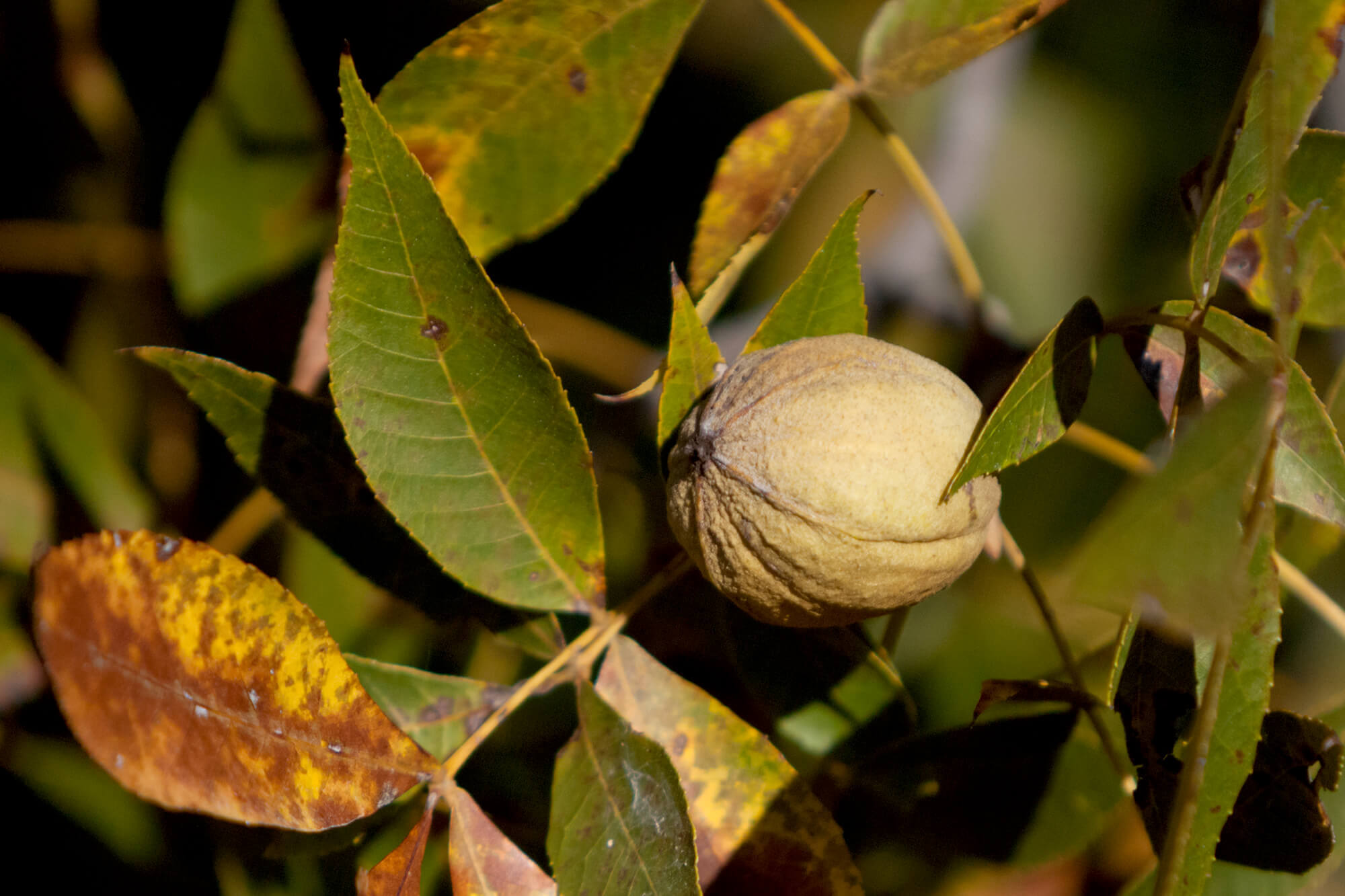 National Research Project Receives Historic Funding to Advance DNA Fingerprint System in Pecans