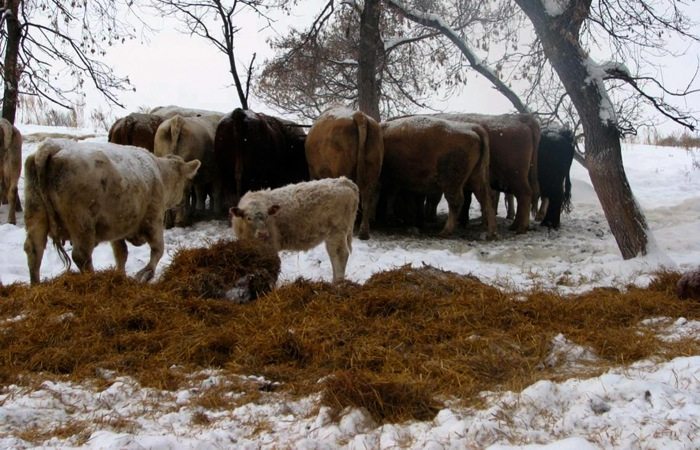 How Much Hay Will a Cow Consume? Calculations to Help Producers Prepare for Winter
