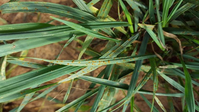 Fall Leaf Rust Showing Up in Oklahoma Wheat- Bob Hunger Says No Spraying Needed Now