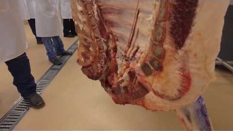 Animal Scientist Says 21st Century Beef Carcasses Require Update in How Meat Yield is Calculated