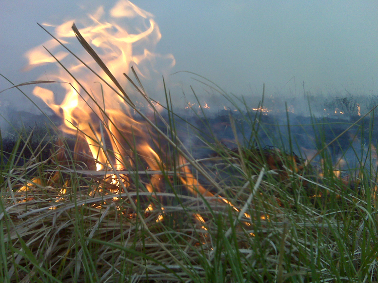 Dry, Windy Conditions Prompt Forestry Service to Discourage Burning as Fire Danger Grows in OK
