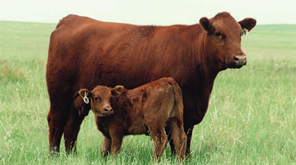 Zoetis and Red Angus Association Partner to Provide Producers Direct Access to Genomic Testing
