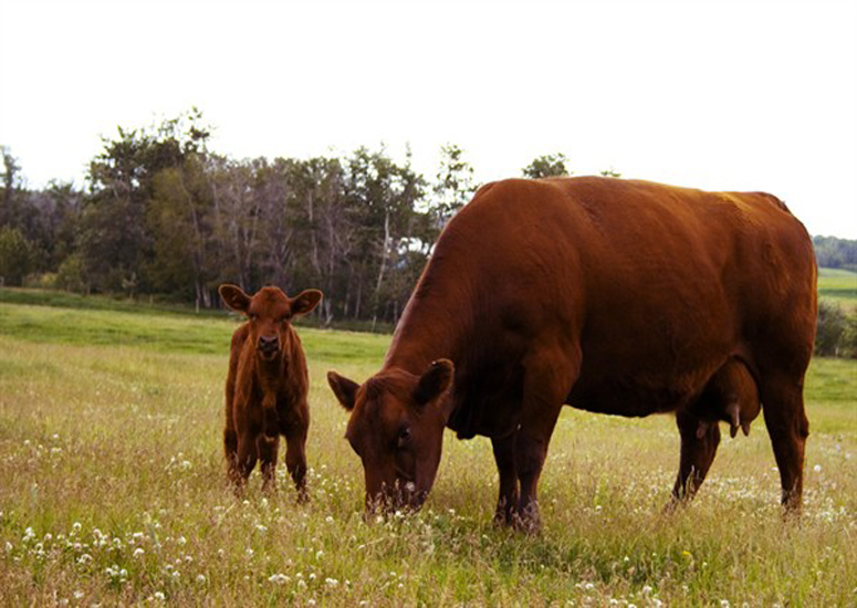Dealing With Prolapse in Your Cattle Herd Early Can Save You From Problems in the Future