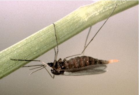 OSU Entomologists Explore the Options that Exist to Control Hessian Fly Problems in Wheat