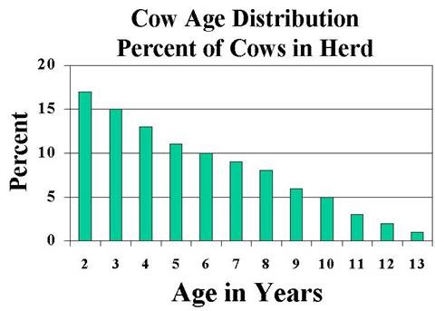 How Many Heifers Should You Be Holding Back This Year? Start Here When Making That Decision