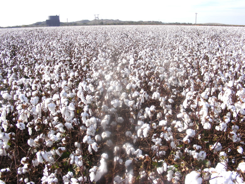 Big US Cotton Crop Gets Bigger in Latest USDA Crop Production Report