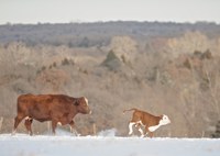 Cattle Producers Encouraged to Remember Livestock Drinking Water Needs During Winter Weather 