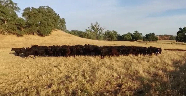 California Angus Producer Tom Houret Looks Beyond Just His Own Ranch Level Goals