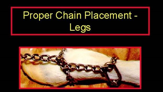 Pulling Calves the Right Way - Steps to Take Before Breaking Out the Chains During Difficult Births