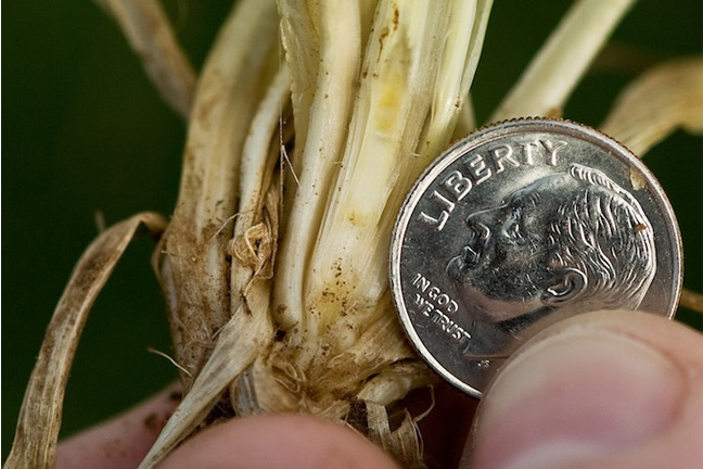 First Hollow Stem Advisor Benefits Cattle and Wheat Producers Better Manage Their Operations