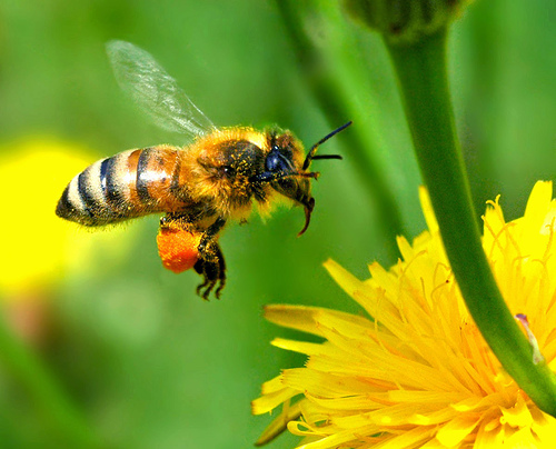 Corn Growers Association Participates in Major Research Development to Help Honey Bees