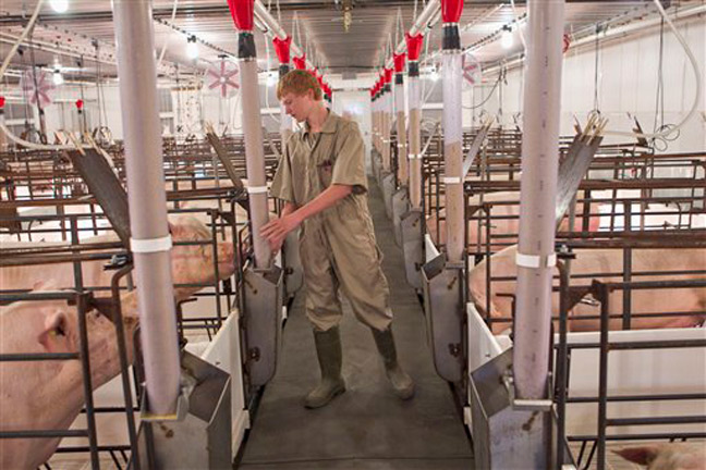 Pig Farmers Shown to be Very Aware of and Complying with New Antibiotic Rules in Recent Survey