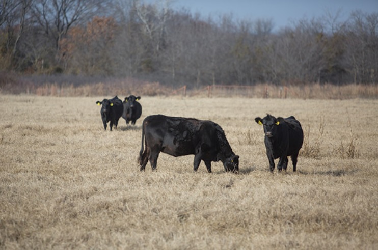 What's Affecting the Value of My Bred Cows? Research has Identified Several Traits that Factor In