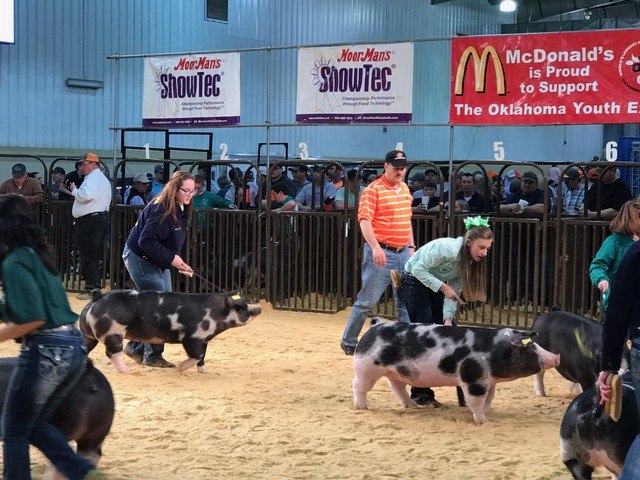 Purebred Gilts Lead Off the Show Activities at the 2017 Oklahoma Youth Expo