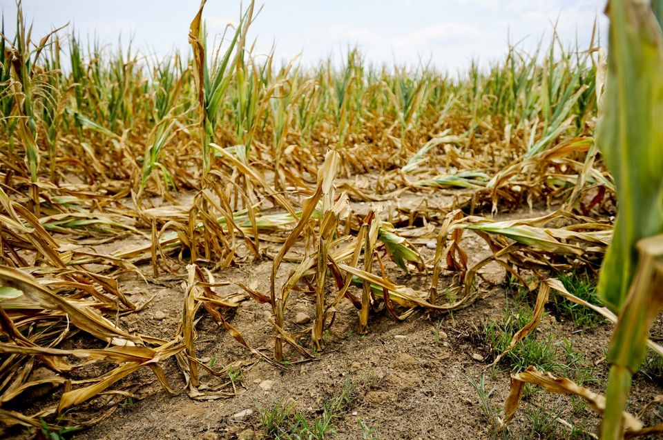 USDA Designates Kay County in Oklahoma as Primary Natural Disaster Area Citing Drought Damages