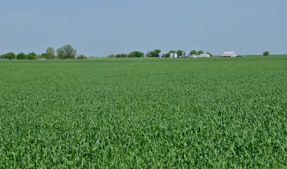 Low Precipitation, High Temperatures Continue as Winter Wheat Jointing Ratings Climb in Oklahoma