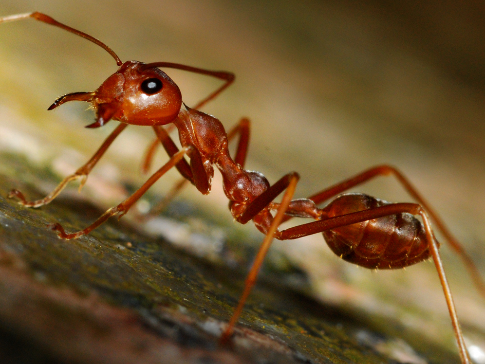Oklahoma Dept of Agriculture Takes Steps to Prevent Unwanted Fire Ants from Entering the State