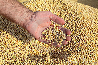 Oklahoma Grain Elevator Cash Bids as of 2:00 p.m. Wednesday, March 15, 2017