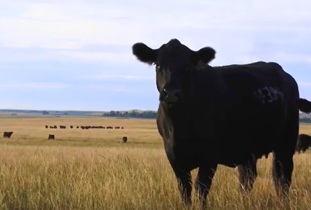 South Dakota Angus Producer Gets Creative in Jump-Starting Dream of a Registered Cowherd