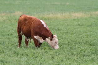 Noble Foundation Suggests Producers Consider Stockpiling to Fill Summer Forage Slump