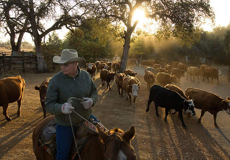 Standing the Test of Time - Professional Advice on How to Think Like a Successful Rancher Should