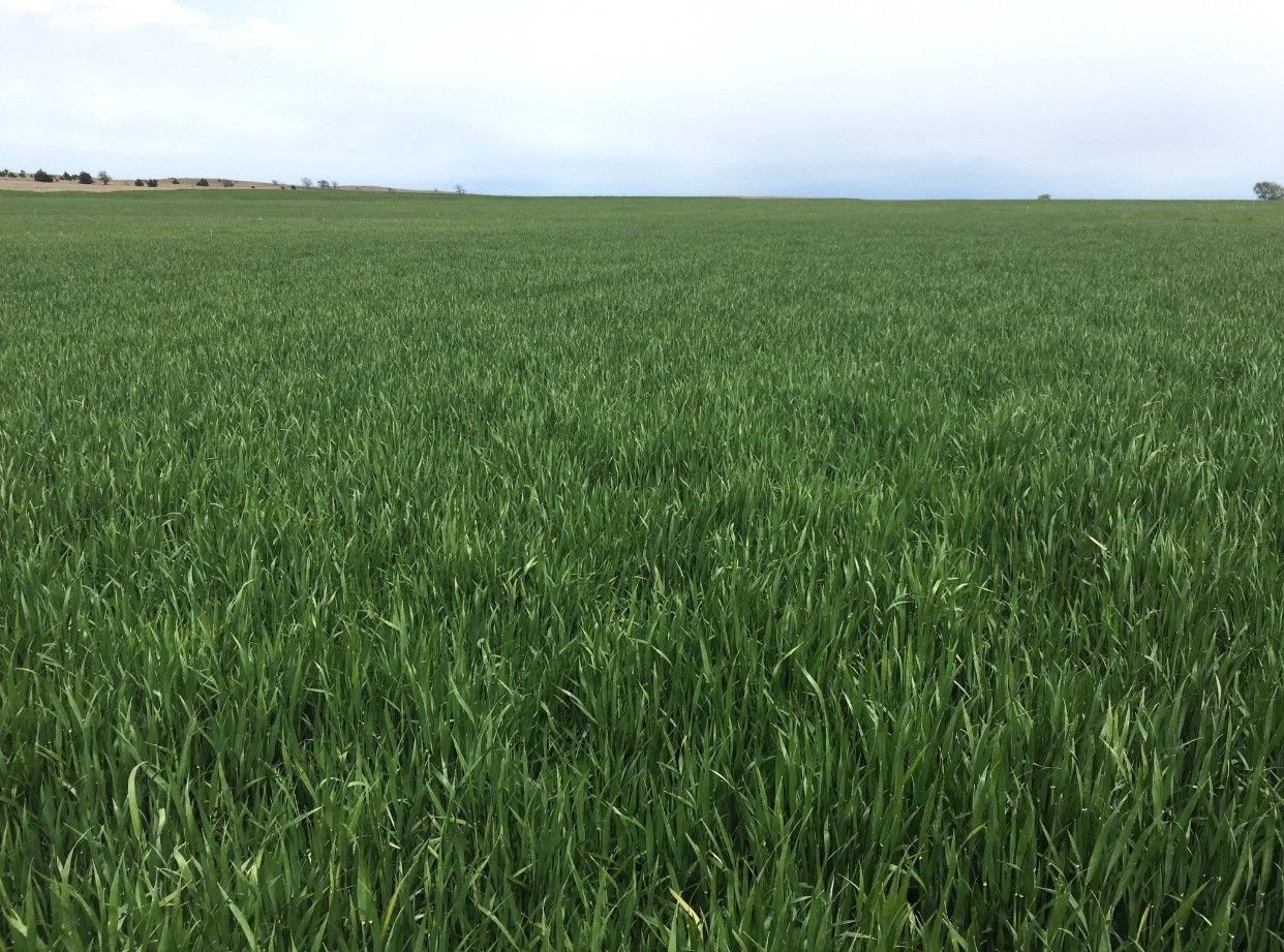 From the Field - Chris Kirby of the OK Wheat Commission Shares Observations from the HWW Tour