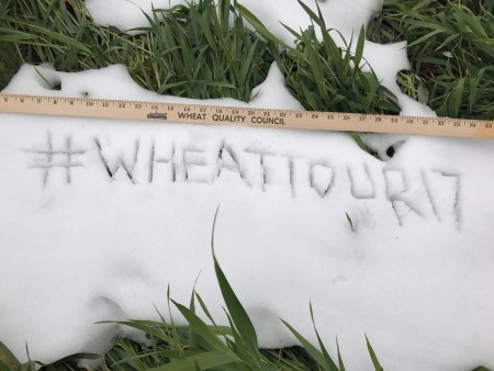 Damage From Snow and Cold Temps Likely in Western Kansas- But Simply Can't Gauged Now- The Day One Story from the Wheat Quality Council Tour