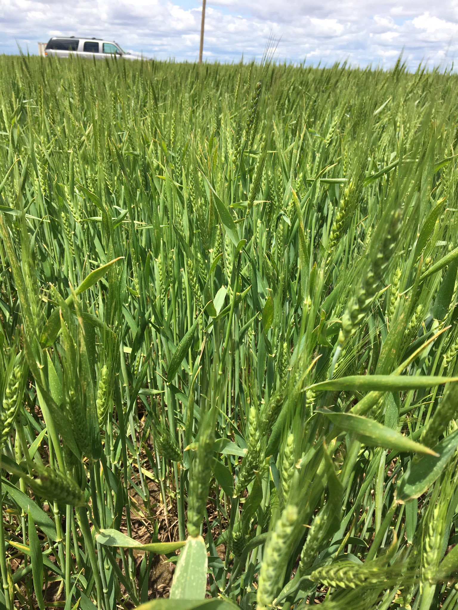 Western Kansas Wheat Remains an Unknown After Snow, Cold and Disease- Central Kansas Looks Good 