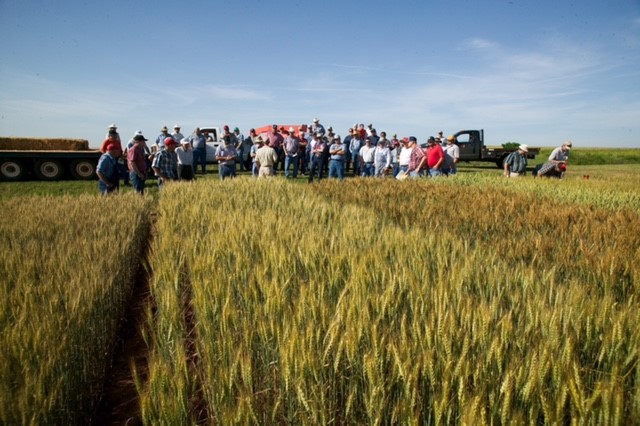 Producers Should Make Plans to Join OSU Faculty at Their Wheat Field Day in Lahoma on May 12th