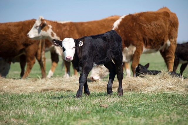 Stressed Cattle Less Likely to Conceive, Find Out How Your Cows Score on the Temperment Index?
