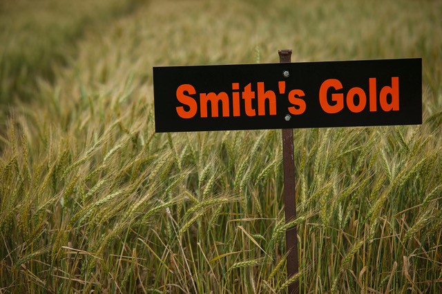 OSU's Wheat Improvement Team Releases Smith's Gold and Spirit Rider Varieties at Field Day Event