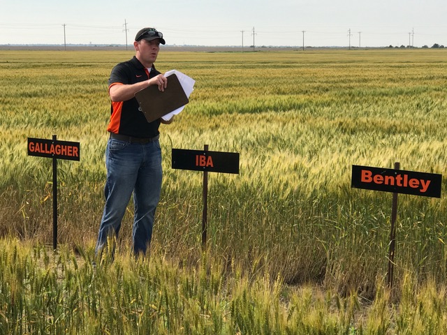 State Wheat Specialist Dave Marburger Optimistic About Harvest Yields, But Worried Over Protein