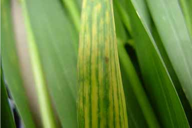 OSU Crop Disease Specialist Dr. Bob Hunger Reviews the Spread of Wheat Streak Mosaic in Okla.